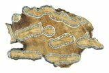 Mammoth Molar Slice With Case - South Carolina #291198-1